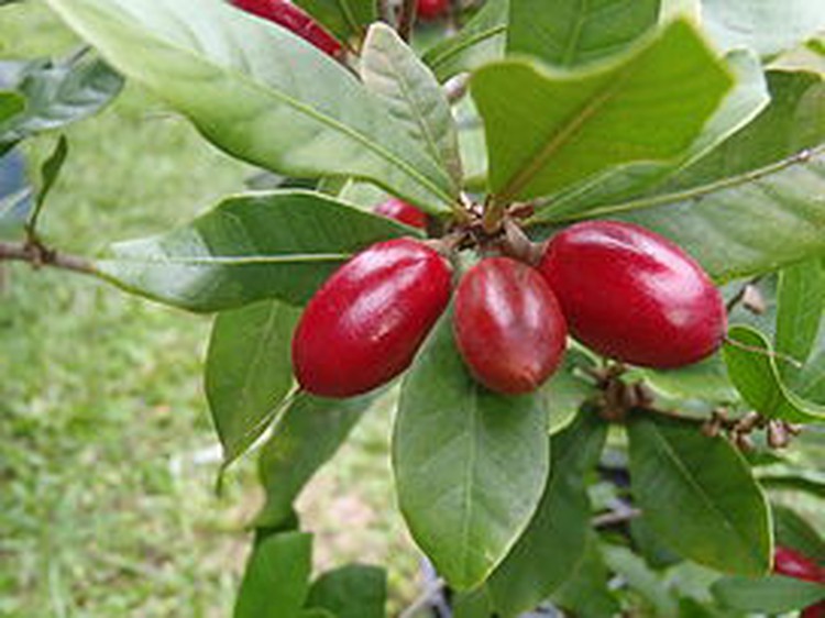 Southern Vietnam hub in rush for ‘miracle’ plants