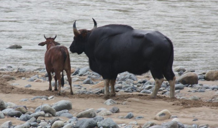 Hybrid gayals a source of precious genes for cow breeding in Vietnam