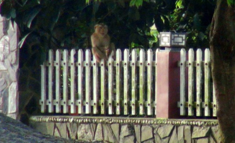 Wild boar kills one; monkey on the loose wrecks neighborhood