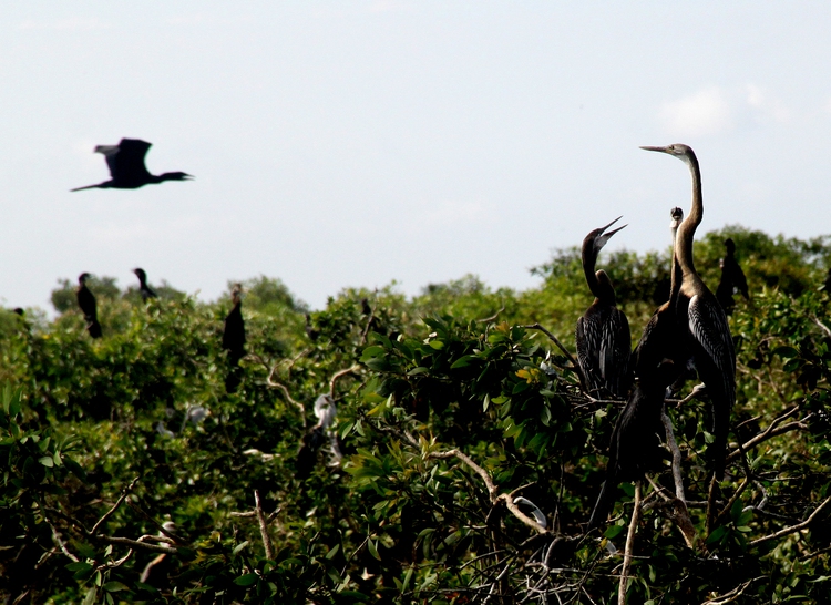 The dedicated bird conservationists in southern Vietnam park