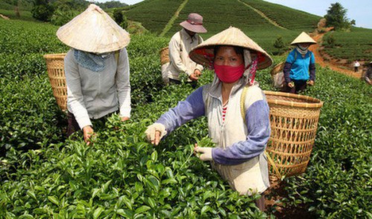 Taiwan clears customs for 200 tons of Vietnam tea hit by dioxin rumor