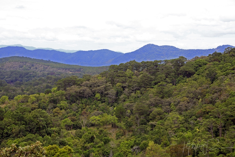 Locals, expats encouraged to compete in UN-backed forest photo competition in Vietnam