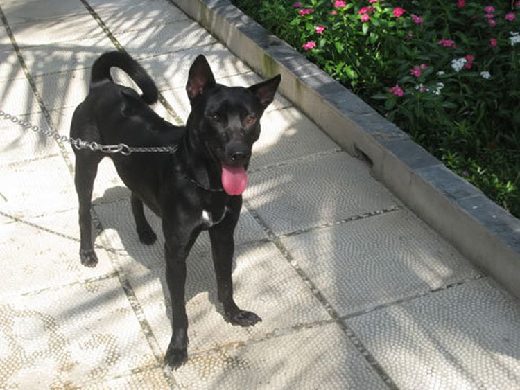 Man dies choking on raw dog heart; 1 dog thief clubbed to death