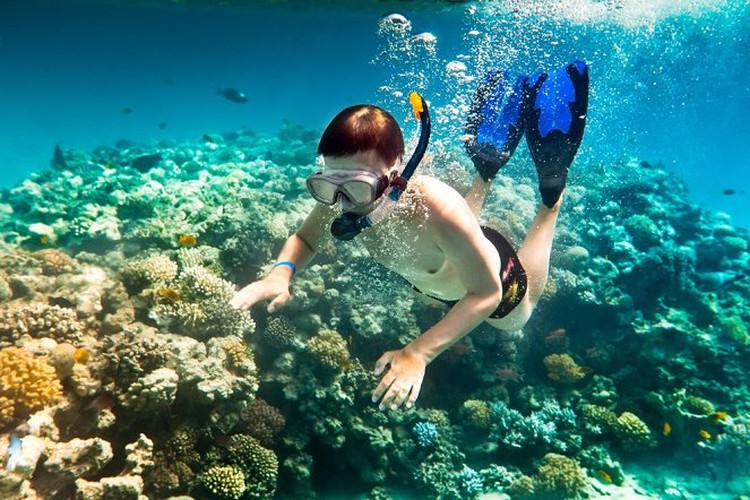 Diving, pearl mollusk exploring tours a recommendation for visitors to Nha Trang