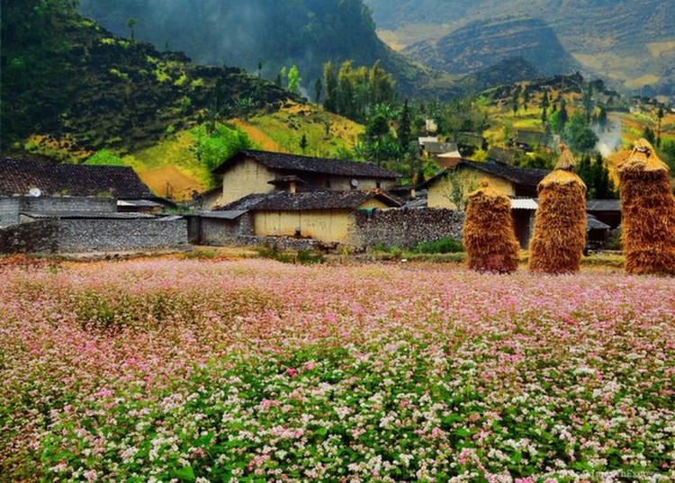 Flowering seasons across Vietnam tempting for backpackers, tourists