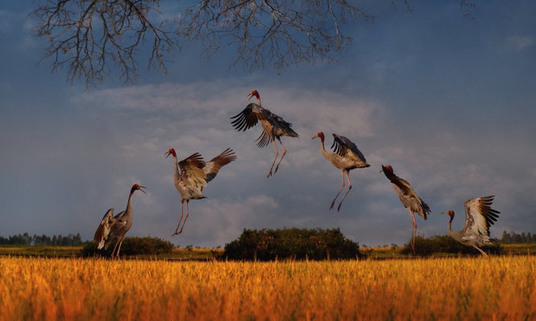 Veteran photographer holds Vietnam’s first-ever exhibit on wild birds