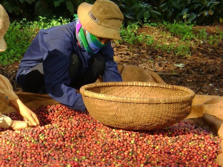 German firm opens $12mn coffee processing facility in southern Vietnam