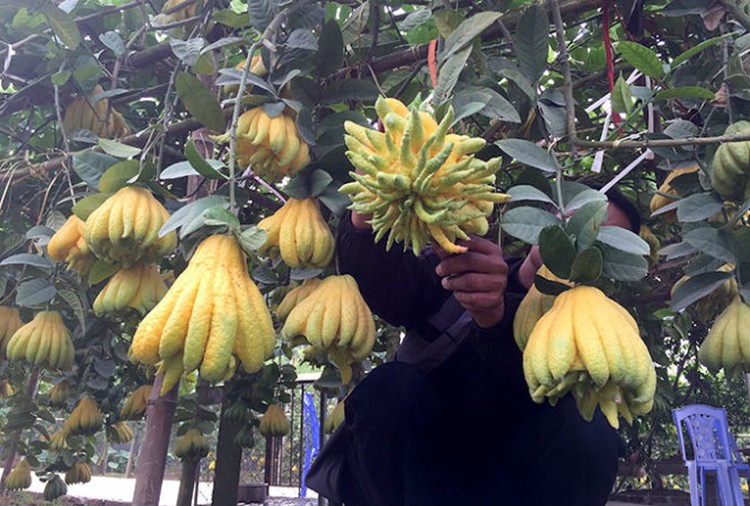 Buddha’s hand brings wealth to Vietnam farmers