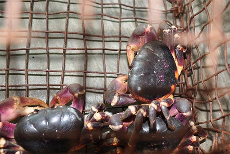 Biologist devoted to preserving terrestrial crabs in central Vietnam