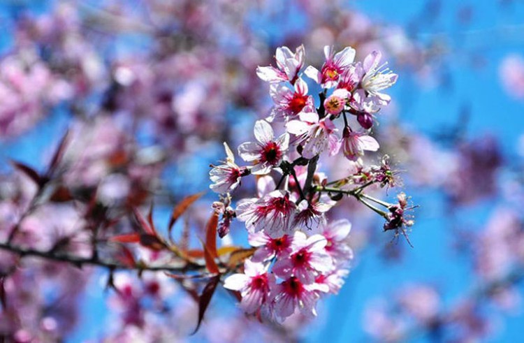 Da Lat streets stun tourists with cherry-like apricot blossoms (photos)