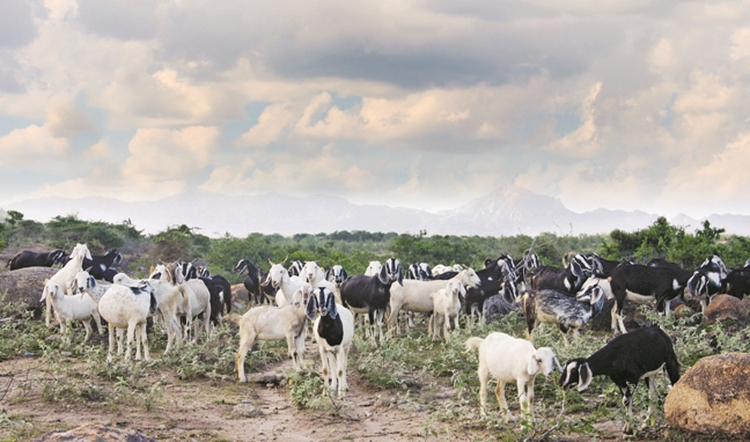 Discussing goats in Year of Goat in ‘Vietnam’s goat town’