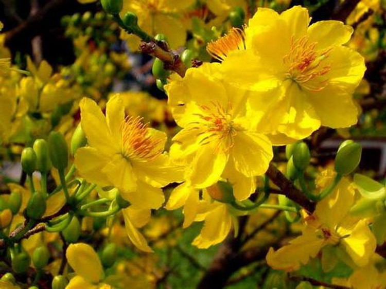 Ho Chi Minh City flower markets sell pricey apricot trees as Tet nears
