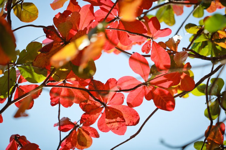 Vietnam’s Nha Trang turns elegant with reddish catappa leaves (photos)