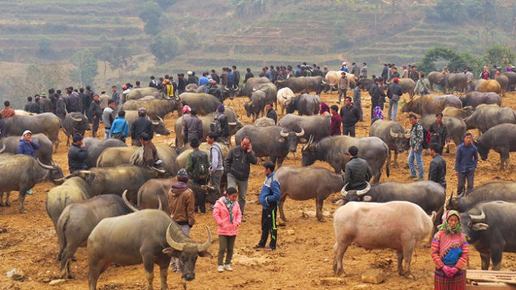 The buffalo ‘trading floor’ in Vietnam’s northern mountains