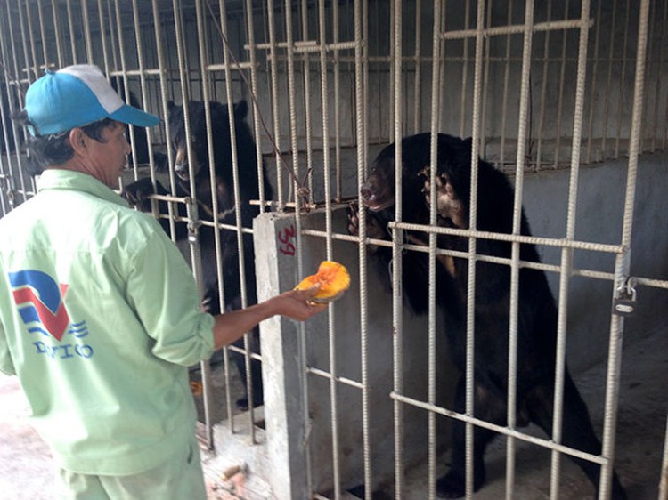 Home-raising wild animals in Vietnam: Risks far outweigh fun, benefits