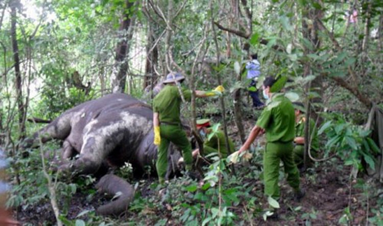 Elephant reportedly dies of exhaustion while serving tourists in Vietnam; gayal drops dead