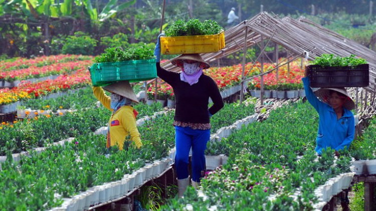 State-run South Korean firm to help Vietnam province export flowers