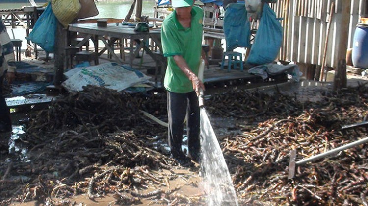 Tourists fall victim to unproven herbal medicine in Vietnam