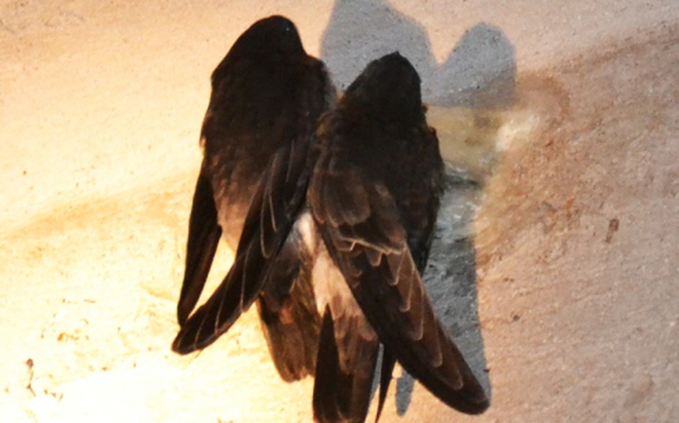 Vietnam company named Asia’s largest salangane incubator, producer