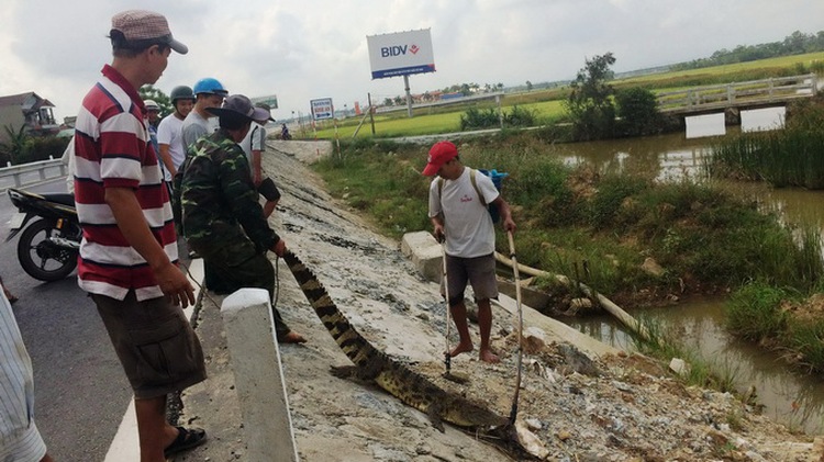 Crocodile killed while sunbathing on Vietnam highway