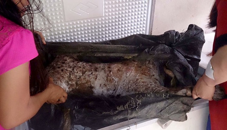 Tracking a tiger trading ring that produces bone glue in Vietnam