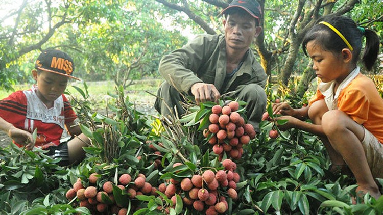Vietnamese lychees now available for sale in France