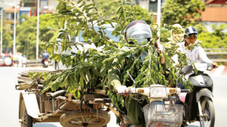 Vietnamese people devise cool ways to combat raging heat (photos)