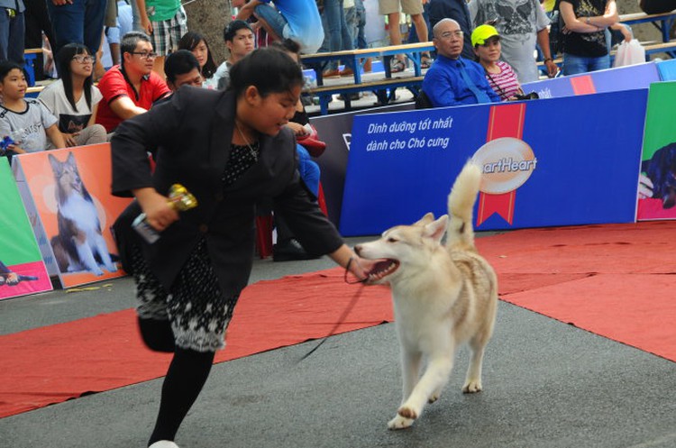 From Vietnam: The fluffy, frisky and friendly puppy love