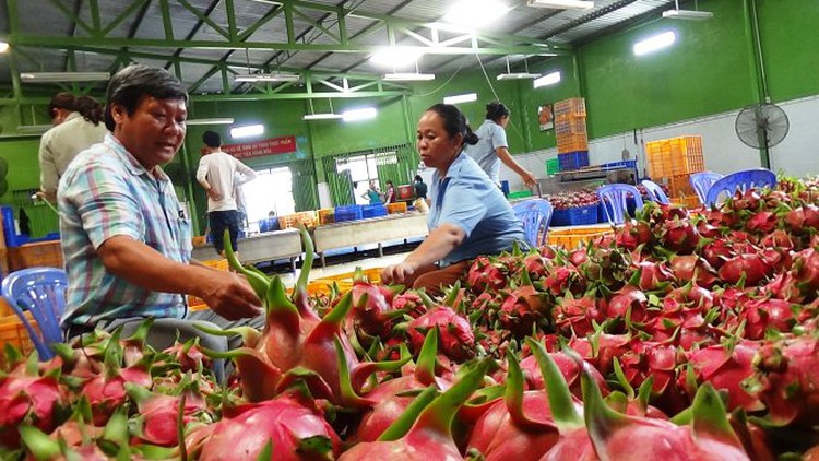 Vietnam entrepreneur builds multimillion-dollar business from dragon fruits