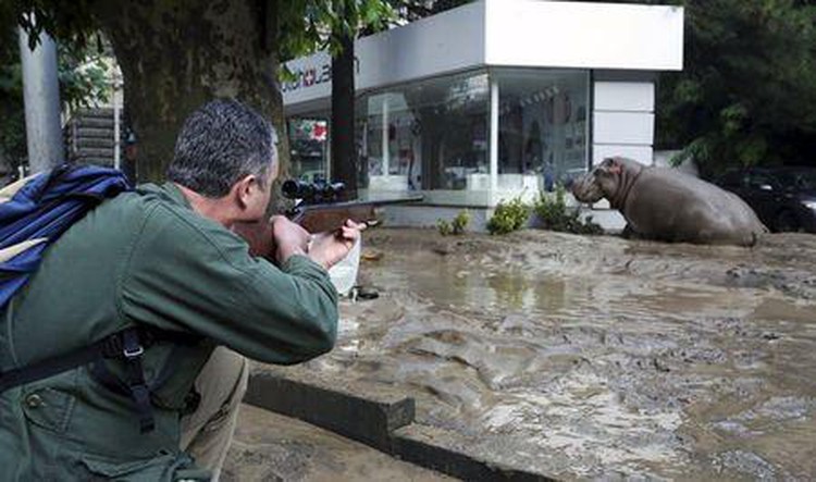 Deadly zoo animals roam Georgian capital after floods kill 9 people