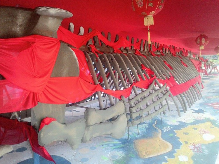 Vietnam firm reconstructs sacred whale’s 10-ton skeleton