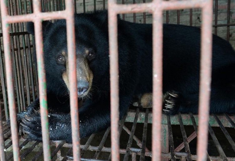 Moon bears rescued from bile farms in Vietnam