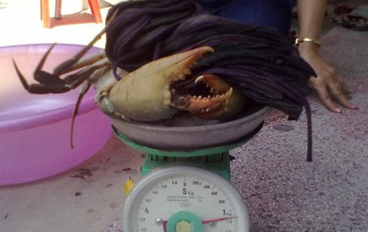 Buying live crabs in Vietnam: it’s the strings that matter