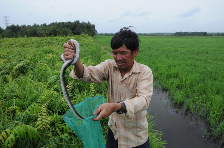 Hunting poisonous snakes for a living in Ho Chi Minh City