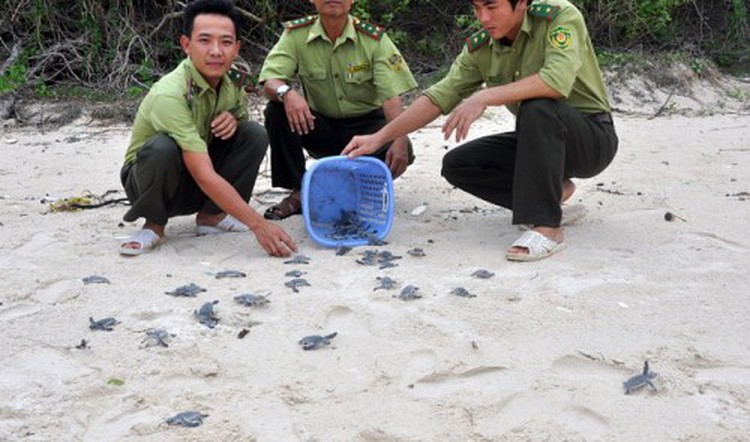 ‘Midwives’ of sea turtles on Con Dao Islands in Vietnam