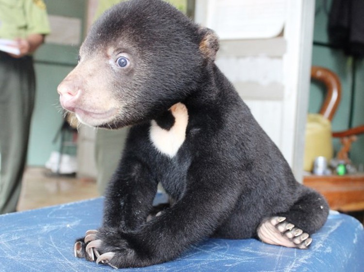 Bear cub saved, sent to Vietnam Bear Rescue Center