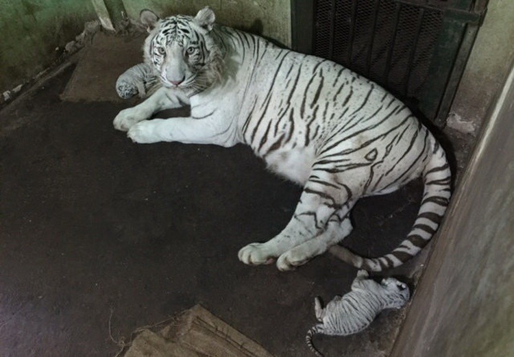 Rare white tigress gives birth to 3 cubs at Saigon zoo