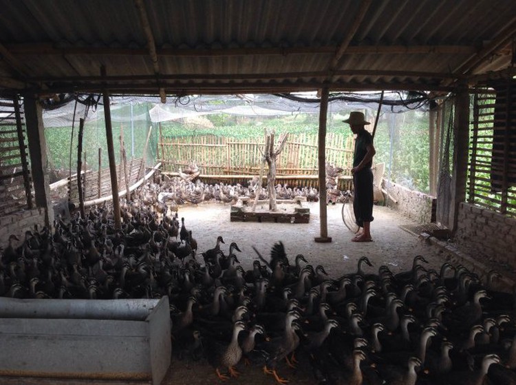 Farming mallards in northern Vietnam
