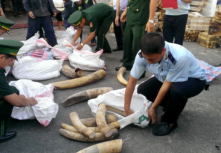 Da Nang customs detect tons of wildlife parts stashed in red bean shipment