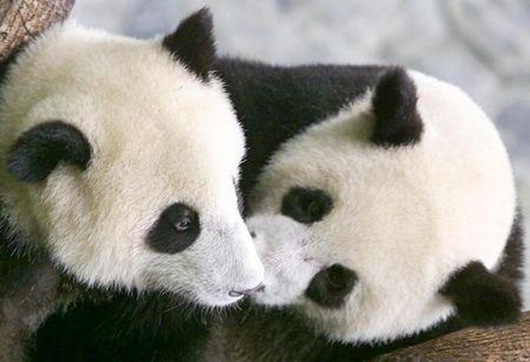 Loggers in China destroying parts of panda sanctuary - Greenpeace