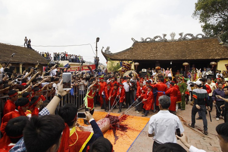 Cruel festivals, including pig slaughter rite, must be eliminated in 2016: Vietnam officials