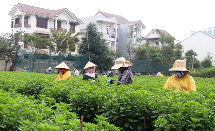 Vietnam's Da Nang farmers benefit from growing flowers in ‘golden’ land