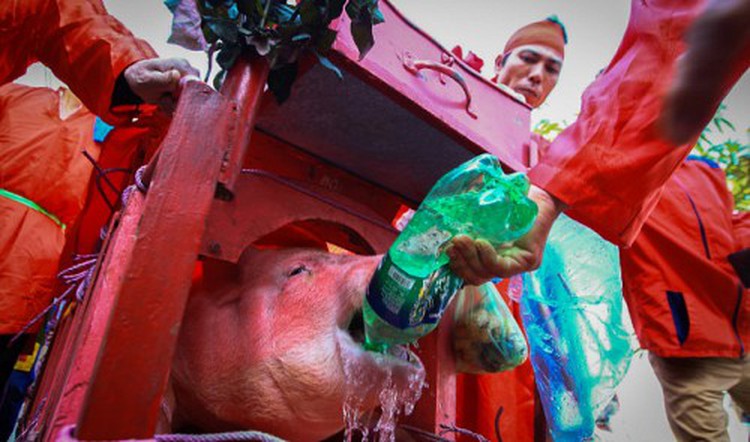 Vietnam province enacts pig slaughter rite in private amidst public outcry