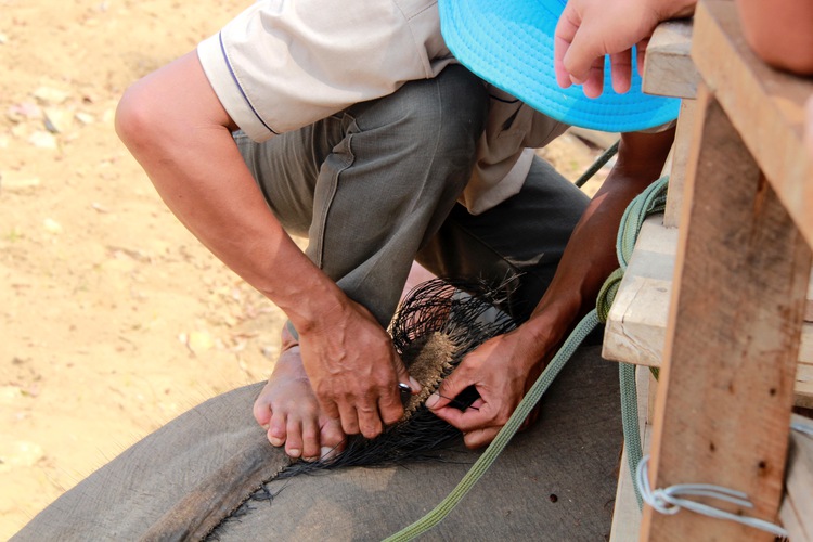 Elephant tail hair sold as good luck charm to tourists in Vietnam