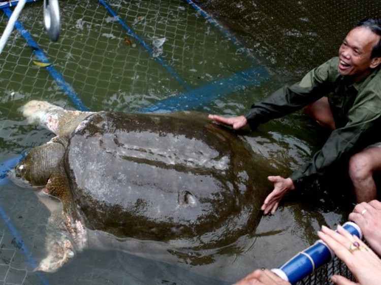 Body of Hanoi giant turtle remains in cold storage as preservation plans undecided