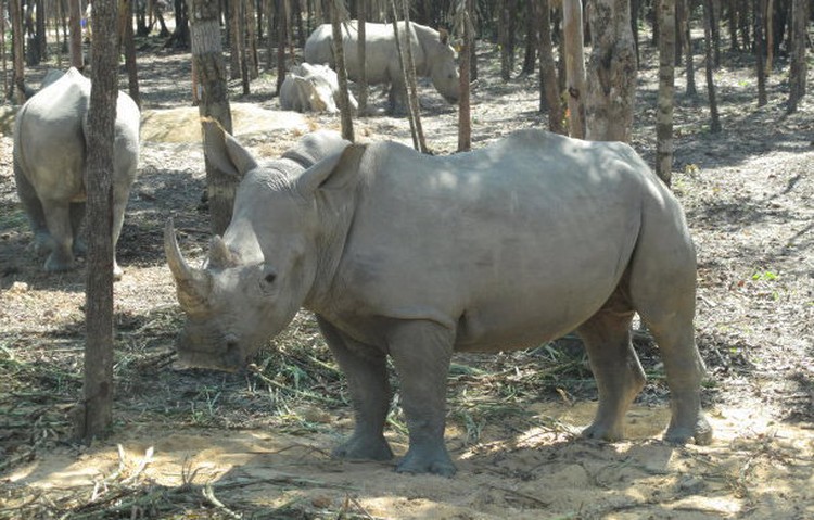 Reports of mass animal deaths at Vietnam safari zoo are false: authorities