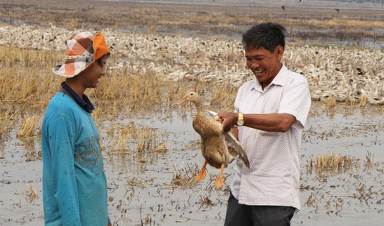 Vietnamese man makes fortune breeding ducks