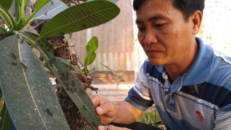 In Vietnam, teacher enriches life by raising black soldier flies