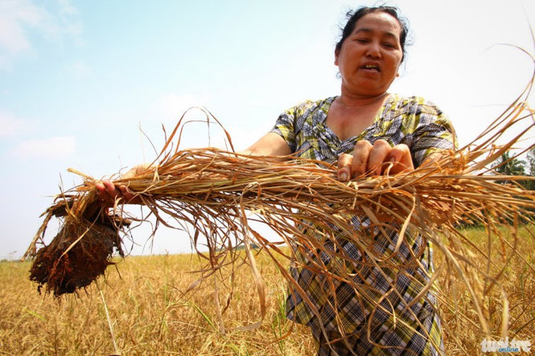 Lack of fresh water hits Vietnam’s Mekong Delta provinces (photos)