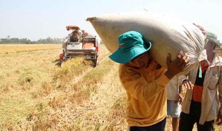 Vietnam to cut 270,000ha of rice-growing land by 2020